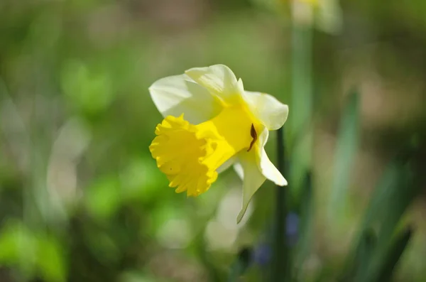 Gelbe Narzissenblüten Die Frühling Blühen — Stockfoto