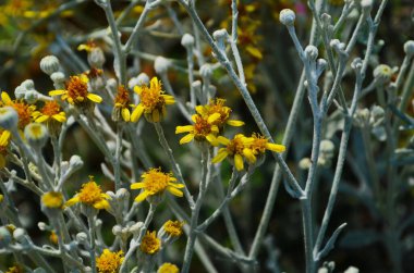 Sert sahil bitkisinin parlak sarı çiçekleri Senecio sineraryası 'Gümüş Toz', Senecio maritimus, Senecio adayları, Cineraria maritima kontrastı.