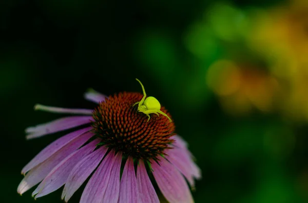 Πράσινη Αράχνη Στο Λουλούδι Άκρως Μακροσκοπική Προβολή Ρηχό Βάθος Πεδίου — Φωτογραφία Αρχείου
