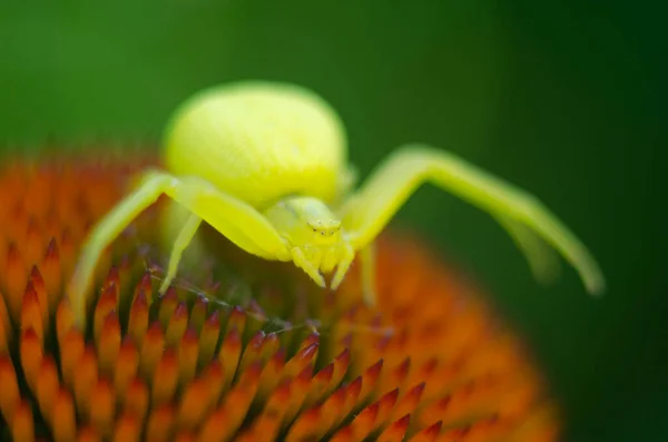 Araña Verde Flor Macro Extrema Vista Cerca Profundidad Superficial Del —  Fotos de Stock