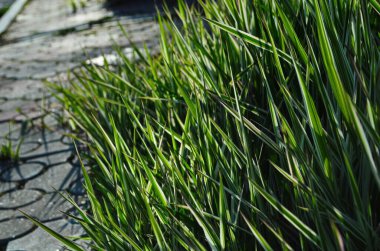 Dekoratif setin arka planı. Çizgili yeşil çimenli Sedge. Dekoratif uzun otlar, yeşil ve beyaz çizgili yapraklar..