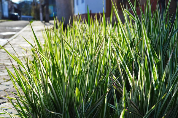 Background of decorative sedge. Striped green grass Variegated Sedge. Decorative long grass, evergreen sedge with white and green striped foliage.