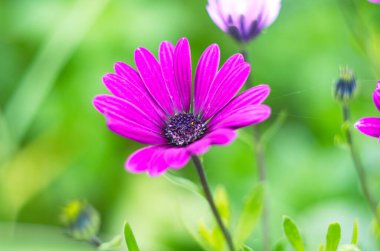 Yeşil Yaprak Arkaplanlı Mor Afrikalı Osteospermum Ecklonis