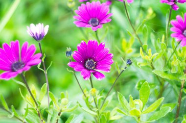 Yeşil Yaprak Arkaplanlı Mor Afrikalı Osteospermum Ecklonis