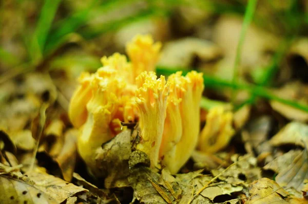 Ramaria Stricta Aka Strict Branch Coral Gevonden Het Puin Van — Stockfoto