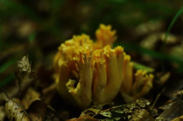 Ramaria Stricta Aka Ramo Estrito Coral Encontrado Nos Detritos Chão — Fotografia de Stock