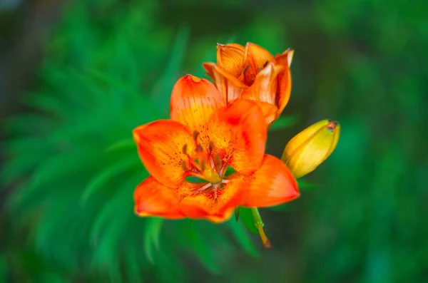 Schöner Hintergrund Von Frisch Orange Blühenden Lilien Mit Grünen Blättern — Stockfoto