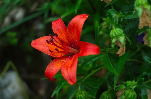 Mooie Achtergrond Van Frisse Oranje Bloeiende Lelies Met Groene Bladeren — Stockfoto