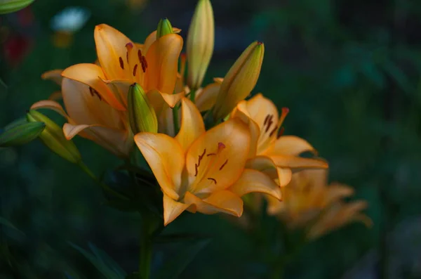 Красивий Фон Свіжих Оранжевих Квітучих Лілій Зеленим Листям Саду Крупним — стокове фото