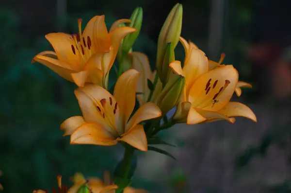 Belo Fundo Lírios Florescendo Laranja Fresca Com Folhas Verdes Jardim — Fotografia de Stock