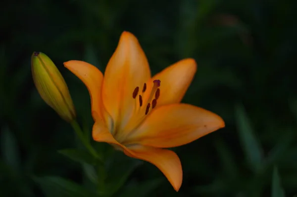 庭に緑の葉を持つ新鮮なオレンジの開花ユリの美しい背景を閉じる — ストック写真