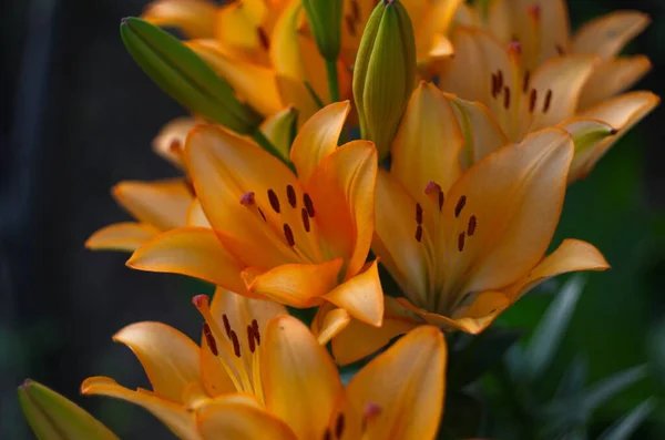 Beautiful Background Fresh Orange Blooming Lilies Green Leaves Garden Close — Stock Photo, Image