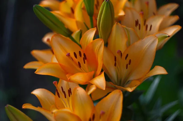 Vacker Bakgrund Färska Apelsin Blommande Liljor Med Gröna Blad Trädgården — Stockfoto