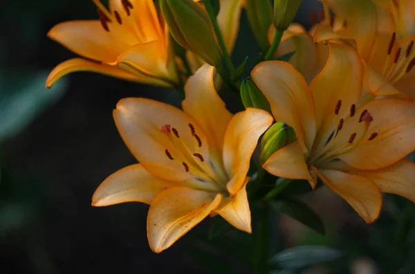 庭に緑の葉を持つ新鮮なオレンジの開花ユリの美しい背景を閉じる — ストック写真