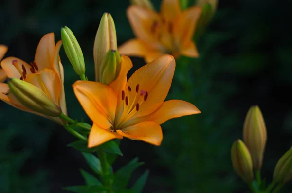 Beautiful Background Fresh Orange Blooming Lilies Green Leaves Garden Close — 스톡 사진