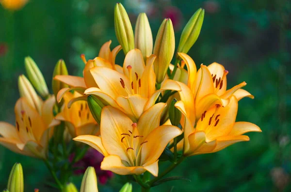 Bahçede yeşil yapraklı taze turuncu zambakların güzel arka planı.