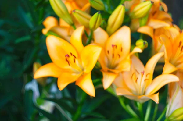 Gyönyörű Háttér Friss Narancs Virágzó Liliom Zöld Levelek Kertben Közelről — Stock Fotó