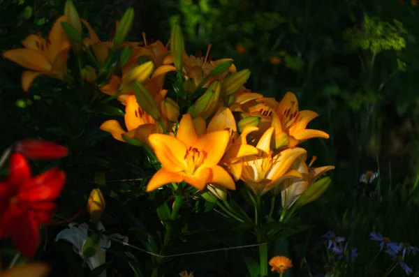 Beau Fond Lis Frais Fleurs Oranger Avec Des Feuilles Vertes — Photo