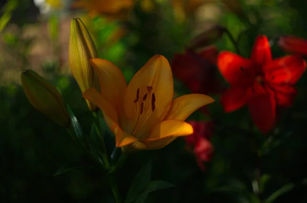 Vacker Bakgrund Färska Apelsin Blommande Liljor Med Gröna Blad Trädgården — Stockfoto