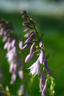 Hosta sieboldiana, Siebold 's plantain nilüferini aradı. Büyümesi ve bakımı kolay.