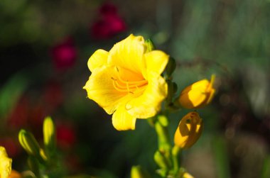 Güneşin aydınlattığı sarı zambaklar. Yaklaş.