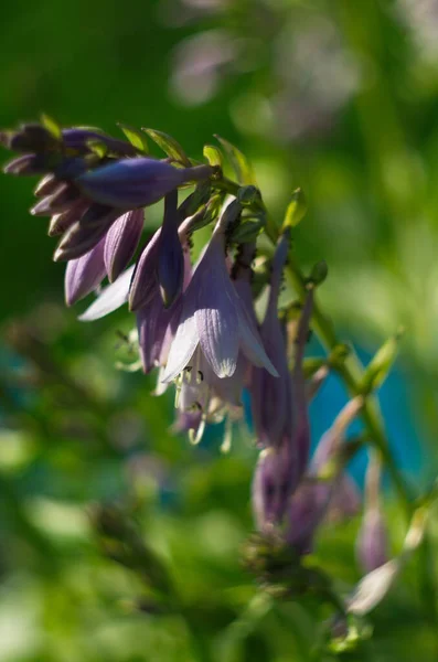 Hosta Sieboldiana Called Siebold Plantain Lily Easy Grow Maintain — Stock Photo, Image