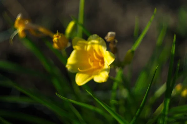 Florecientes Lirios Amarillos Iluminados Por Sol Cerca — Foto de Stock