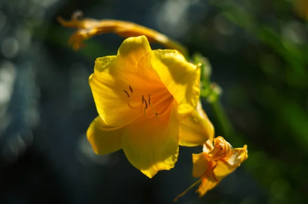 Blooming Yellow Lilies Illuminated Sun Close — Stock Photo, Image