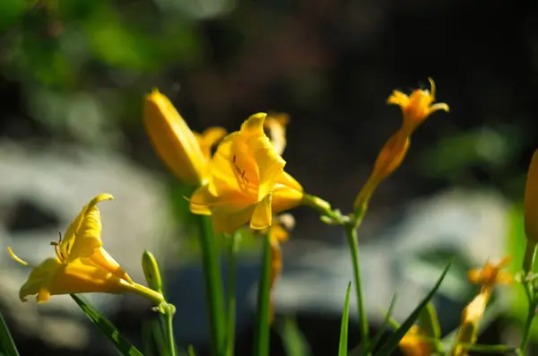 Lys Jaunes Fleurs Éclairés Par Soleil Gros Plan — Photo