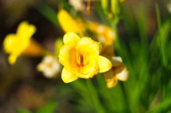 Blühende Gelbe Lilien Licht Der Sonne Aus Nächster Nähe — Stockfoto