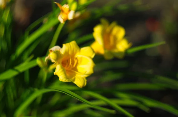 Florecientes Lirios Amarillos Iluminados Por Sol Cerca — Foto de Stock