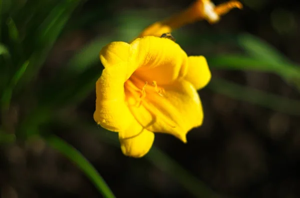 Lírios Amarelos Florescentes Iluminados Pelo Sol Perto — Fotografia de Stock