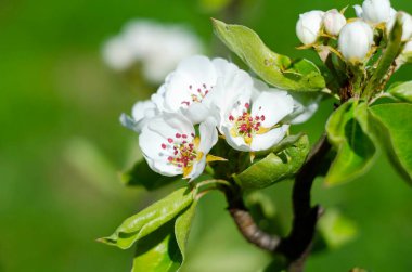 Narin bahar çiçeği arka planı. Baharda armut çiçeklerinin makro fotoğrafları. Armut ağacının narin beyaz çiçeklerinin dokusunda detaylar var.
