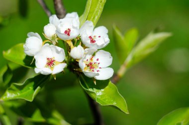 Narin bahar çiçeği arka planı. Baharda armut çiçeklerinin makro fotoğrafları. Armut ağacının narin beyaz çiçeklerinin dokusunda detaylar var.