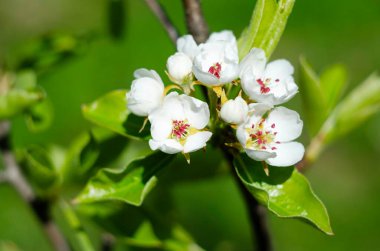 Narin bahar çiçeği arka planı. Baharda armut çiçeklerinin makro fotoğrafları. Armut ağacının narin beyaz çiçeklerinin dokusunda detaylar var.