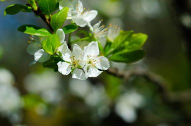 Narin bahar çiçeği arka planı. Baharda armut çiçeklerinin makro fotoğrafları. Armut ağacının narin beyaz çiçeklerinin dokusunda detaylar var.
