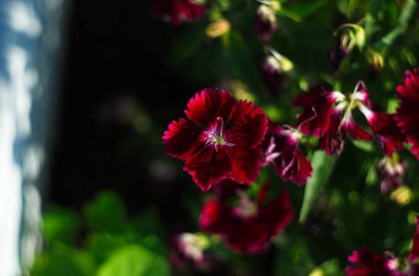 Çiçekler, buketteki karanfil, tatlı William.