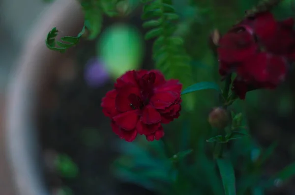 Dianthus Kwiaty Goździk Bukiecie Słodki William — Zdjęcie stockowe