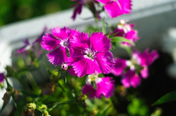 Dianthus Flores Cravo Buquê Doce William — Fotografia de Stock