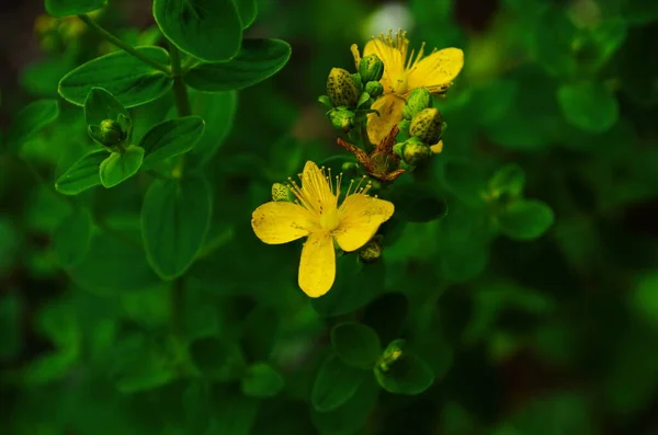 John Wort Herbaceous Perennial Plant — Stock Photo, Image