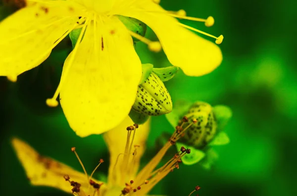 セントジョンズのヨモギ草本多年生植物 — ストック写真