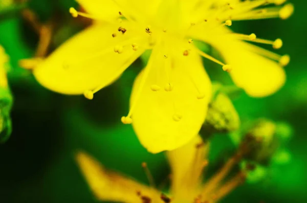 Johns Wort Herbaceous Perennial Plant — 스톡 사진