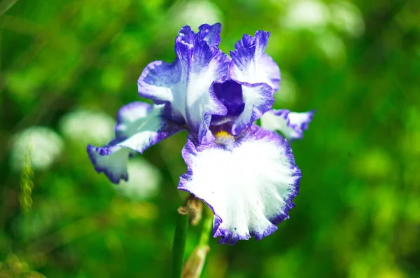 Mor Mavi Süsen Çiçekleri Yeşil Bahçe Arka Planına Yakın Çekim — Stok fotoğraf
