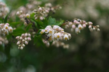 Fuzzy Deutzia Plena - Latince adı - Deutzia scabra Plena