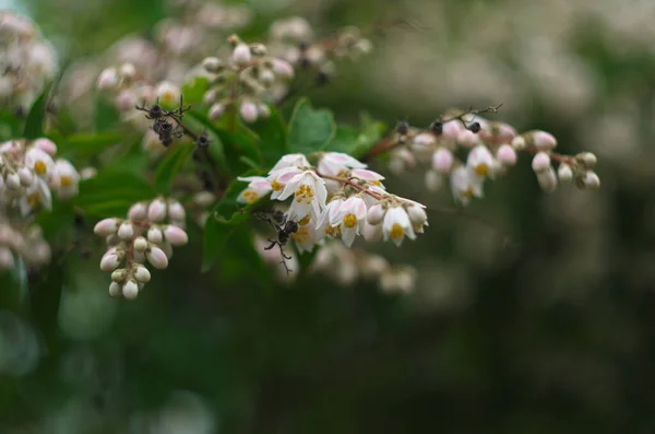 Fuzzy Deutzia Plena Latin Name Deutzia Scabra Plena — Stock Photo, Image