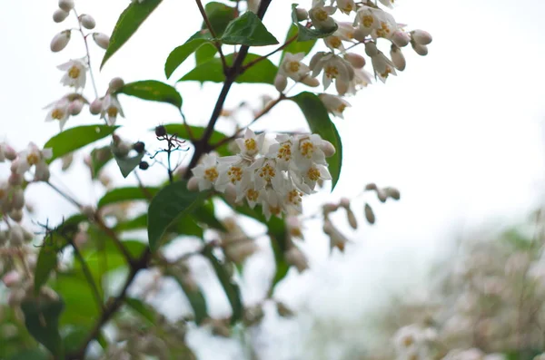 Fuzzy Deutzia Plena Latin Name Deutzia Scabra Plena — Stock Photo, Image