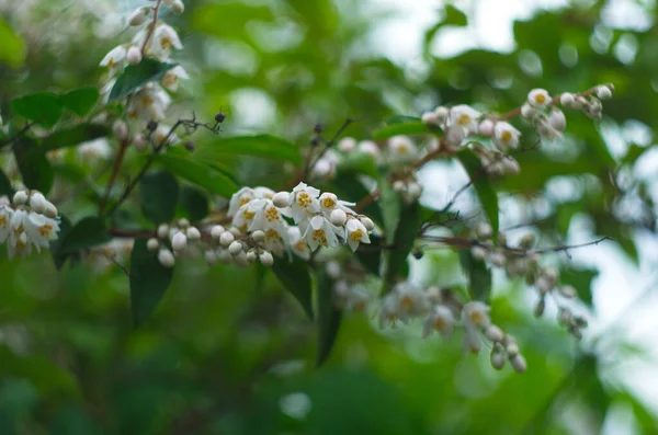 Fuzzy Deutzia Plena Łacińska Nazwa Deutzia Scabra Plena — Zdjęcie stockowe