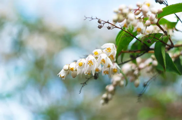 Fuzzy Deutzia Plena Nome Latino Deutzia Scabra Plena — Fotografia de Stock