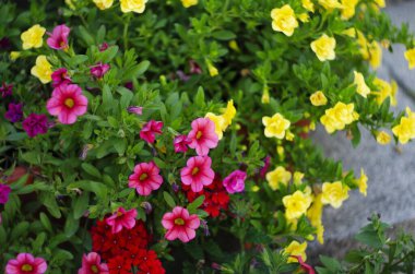 Bahçe kulübesi renkli saksılarla ve çalılarla çevrili..