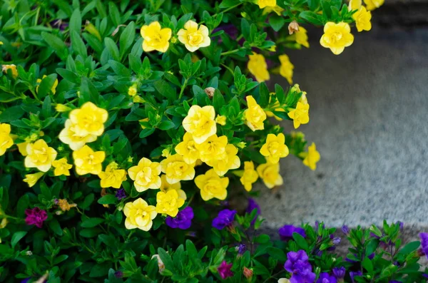 Jardim Galpão Cercado Por Plantas Coloridas Vasos Arbustos — Fotografia de Stock